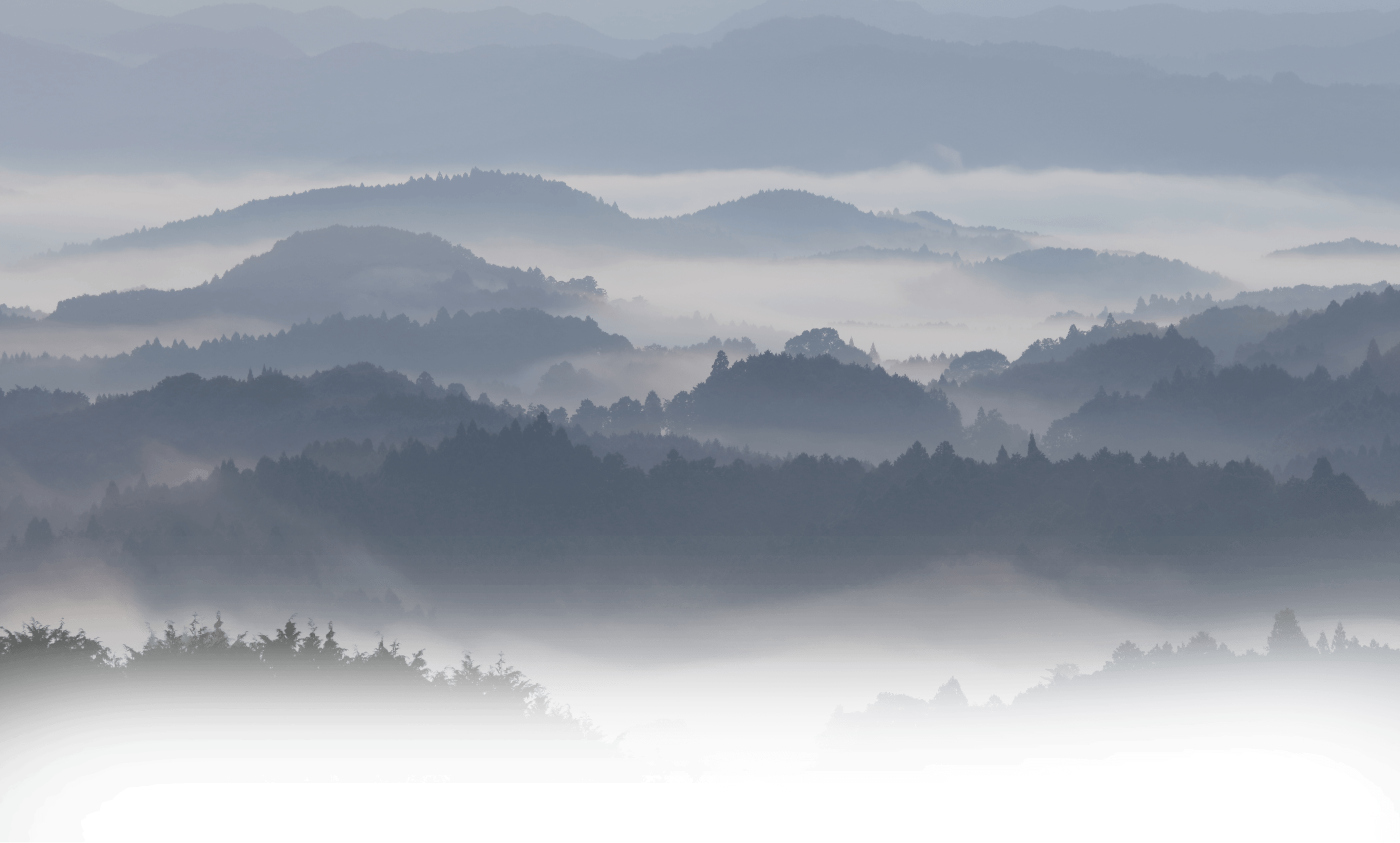 熊野牛 背景